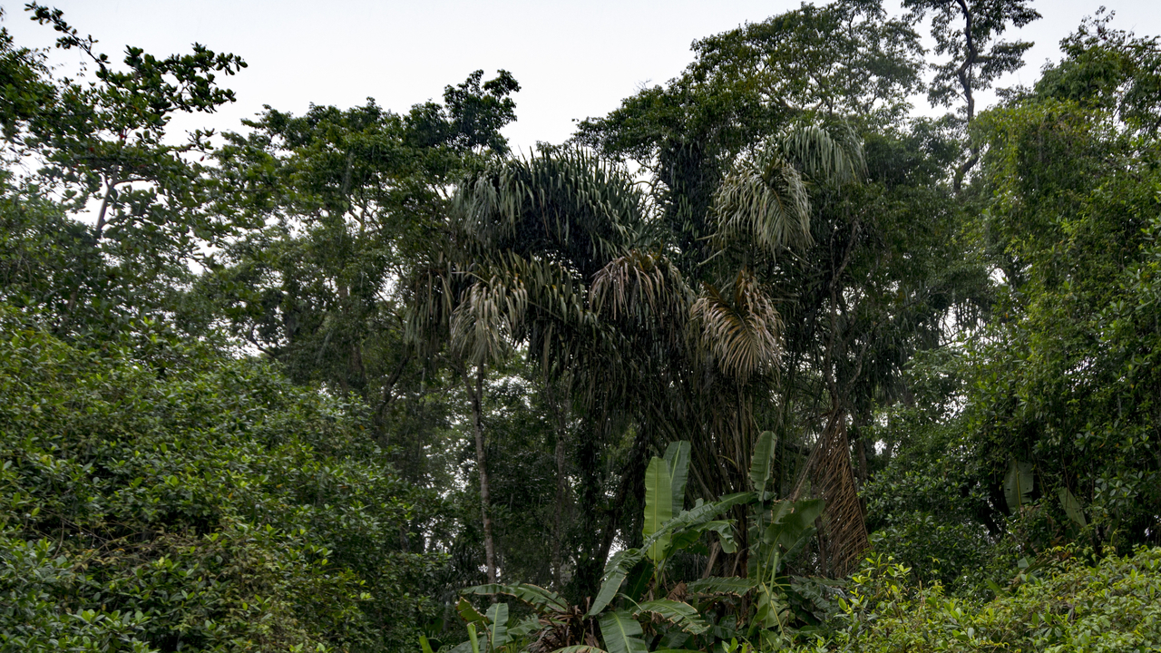 20171230 013   Tortuguero National Park, Puerto Limon, Limon, Costa Rica